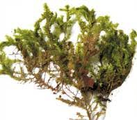 Attēlu rezultāti vaicājumam “Neckera pennata”