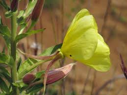 Attēlu rezultāti vaicājumam “Oenothera biennis fruit”