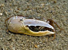 Image result for Cancer borealis