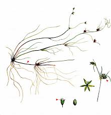 Attēlu rezultāti vaicājumam “Juncus bulbosus fruit”