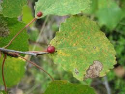 Attēlu rezultāti vaicājumam “Harmandia”