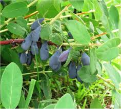 Attēlu rezultāti vaicājumam “Lonicera caprifolium fruit”