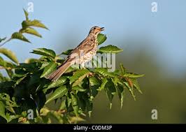 Attēlu rezultāti vaicājumam “Turdus viscivorus juvenile”