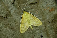 Attēlu rezultāti vaicājumam “Mecyna flavalis”