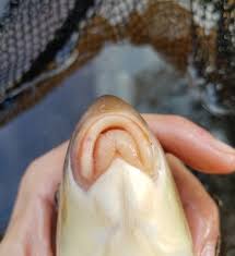 Image result for Moxostoma hubbsi