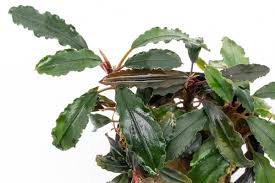 Risultati immagini per bucephalandra pinoh red stem