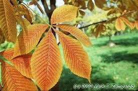Attēlu rezultāti vaicājumam “Aesculus flava leaf”