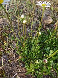 Attēlu rezultāti vaicājumam “Leucanthemum vulgare leaf”