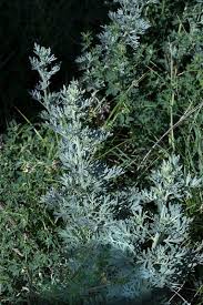 Image result for Artemisia absinthium