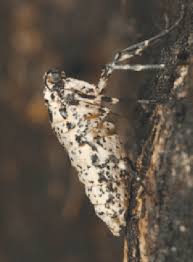 Attēlu rezultāti vaicājumam “Erannis defoliaria”