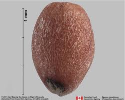 Attēlu rezultāti vaicājumam “Raphanus raphanistrum fruit”