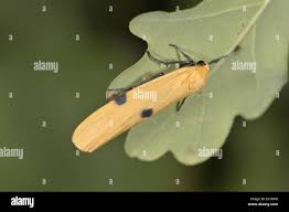 Attēlu rezultāti vaicājumam “Lithosia quadra male”