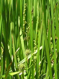 Attēlu rezultāti vaicājumam “Sparganium neglectum fruit”