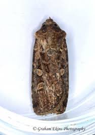 Attēlu rezultāti vaicājumam “Euxoa nigricans”