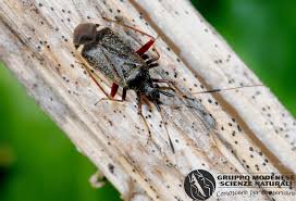 Attēlu rezultāti vaicājumam “Closterotomus biclavatus”