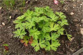Attēlu rezultāti vaicājumam “Geranium bohemicum leaf”