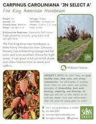 Attēlu rezultāti vaicājumam “Carpinus caroliniana male flower”