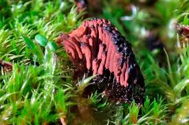 Attēlu rezultāti vaicājumam “Diderma cinereum macro”