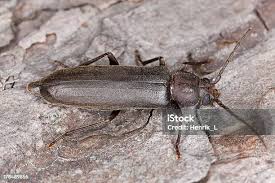 Attēlu rezultāti vaicājumam “Pseudocistela ceramboides”