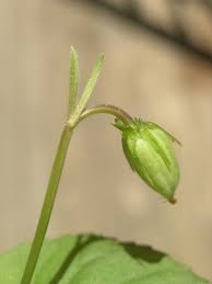 Attēlu rezultāti vaicājumam “Viola rupestris bud”