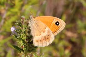Attēlu rezultāti vaicājumam “Coenonympha pamphilus underside”
