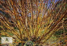 Attēlu rezultāti vaicājumam “Salix alba var. vitellina”