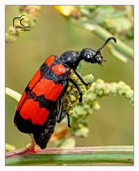 Attēlu rezultāti vaicājumam “Meloidae”