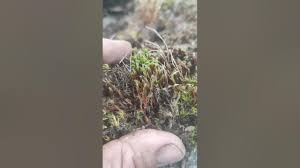 Attēlu rezultāti vaicājumam “Polytrichum strictum”