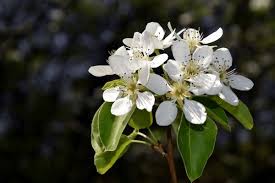 Attēlu rezultāti vaicājumam “Pyrus communis flower”