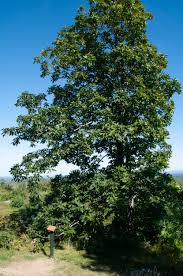 Attēlu rezultāti vaicājumam “Carya ovata”