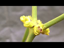 Attēlu rezultāti vaicājumam “Viscum album female flower”