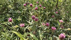 Attēlu rezultāti vaicājumam “Trifolium alpestre”