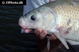 Image result for Ictiobus niger