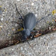 Attēlu rezultāti vaicājumam “Carabus coriaceus”
