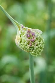 Attēlu rezultāti vaicājumam “Allium sativum bud”