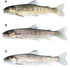 Image result for Salmo trutta trutta