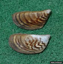 Attēlu rezultāti vaicājumam “Dreissena polymorpha”