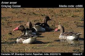 Attēlu rezultāti vaicājumam “Anser anser”