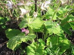 Image result for Salvia sclarea