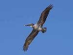 pelicans wings flying - via Daymix