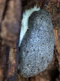 Attēlu rezultāti vaicājumam “Tubifera magna”