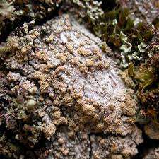 Attēlu rezultāti vaicājumam “Trapeliopsis granulosa”