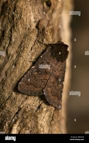 Attēlu rezultāti vaicājumam “Rusina ferruginea female”