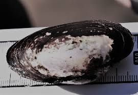 Attēlu rezultāti vaicājumam “Unio crassus”