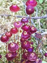 Attēlu rezultāti vaicājumam “Splachnum ampullaceum sporophyte”