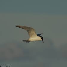 Image result for Gelochelidon nilotica