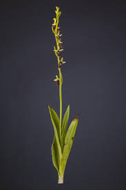 Attēlu rezultāti vaicājumam “Ophrys insectifera”