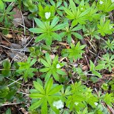 Attēlu rezultāti vaicājumam “Galium odoratum leaf”