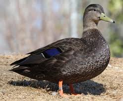 Image result for Anas rubripes