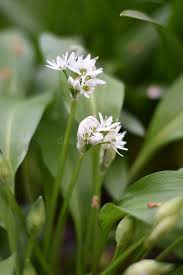 Attēlu rezultāti vaicājumam “Allium ursinum flower”